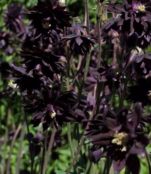 Encyklopedia roślin: Orlik pospolity  Aquilegia vulgaris plena   Black