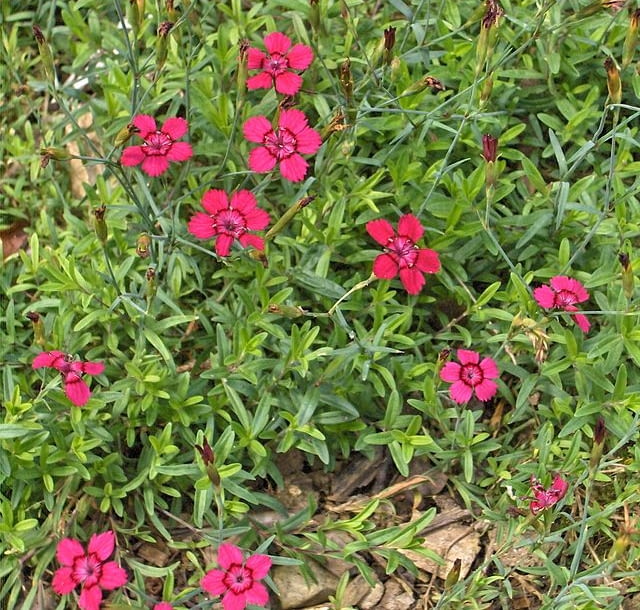Encyklopedia roślin: Gozdzik kropkowany  Dianthus deltoides