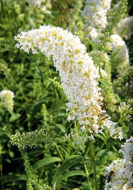 21.08.2009 KONSKOWOLA SZKOLKA OGRODNICZA JULIAN I GRZEGORZ KUROWSCY , KUROWSKI DLA MIESIECZNIKA OGRODY