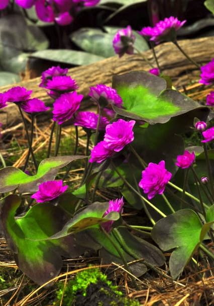 Przylaszczka pospolita 'Rubra plena'