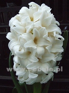 Encyklopedia roślin: Hiacynt Top White  Kwiaty cebulowe