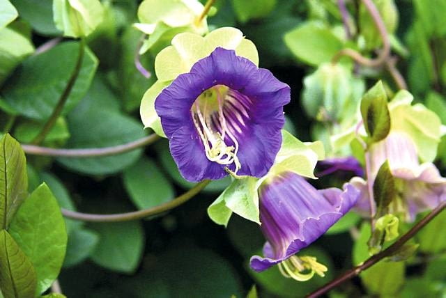 Kobea pnąca (Cobea scandens) 02.10.2005 ROSLINA JEDNOROCZNA, KWIATY , PNACZE - KOBEA COBEA SCANDENS FOT. WIESLAW GAWRYS PUBLIKACJA KWIETNIK NR 9 (177) - 9 2009