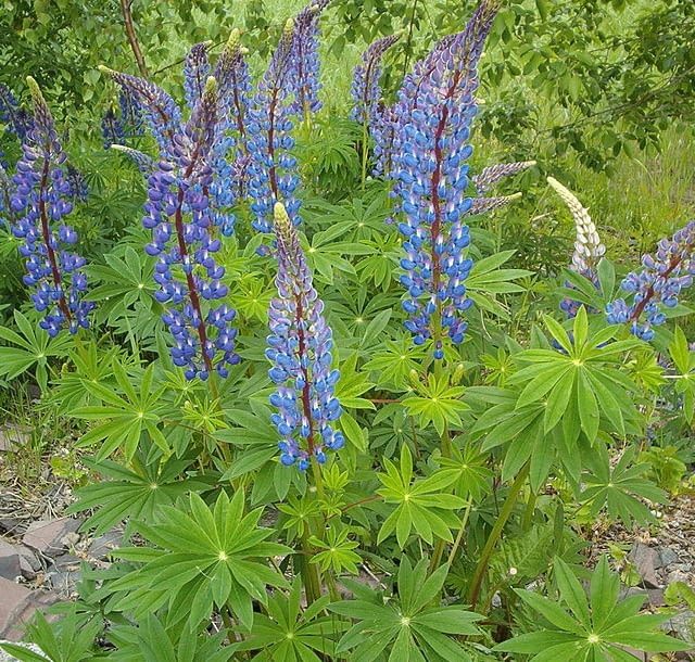 Encyklopedia roślin: Lubin trwaly