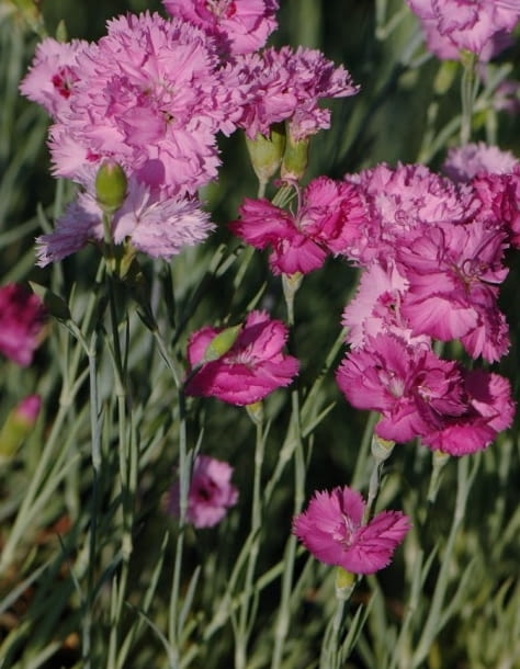 Gozdzik postrzepiony  g  pierzasty  Dianthus pluma Encyklopedia roślin: Gozdzik postrzepiony  g  pierzasty  Dianthus pluma