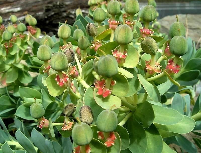 Encyklopedia roślin: Wilczomlecz mirtowaty