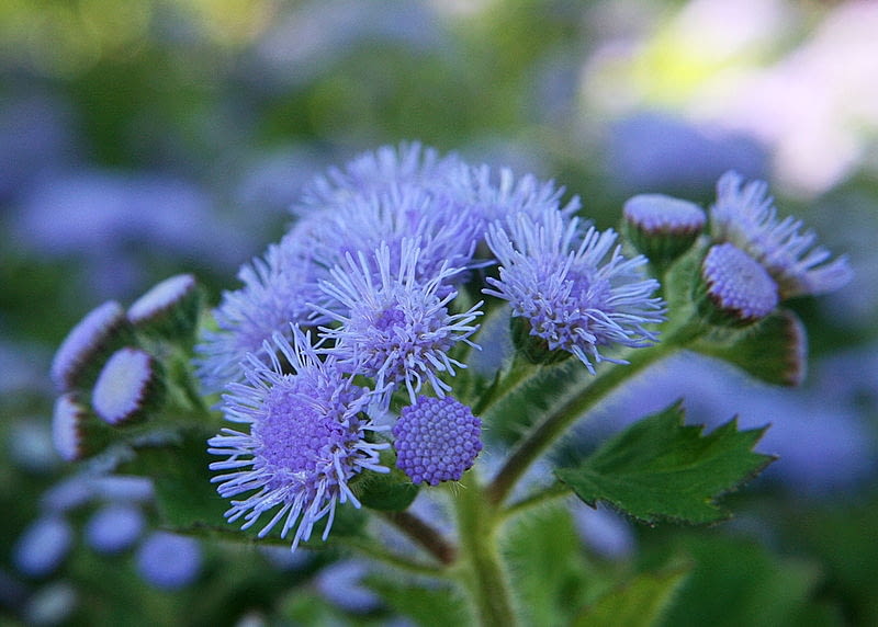 Zeniszek meksykanski  Ageratum houstonianum syn  A Encyklopedia roślin: Zeniszek meksykanski  Ageratum houstonianum syn  A