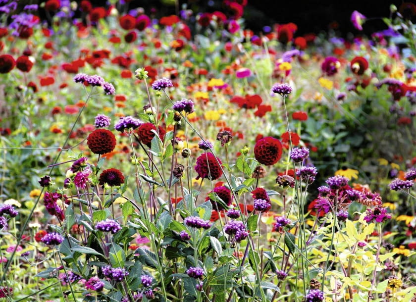 Ciene pompony dali w połączeniu z werbeną wyglądają bardziej delikatnie