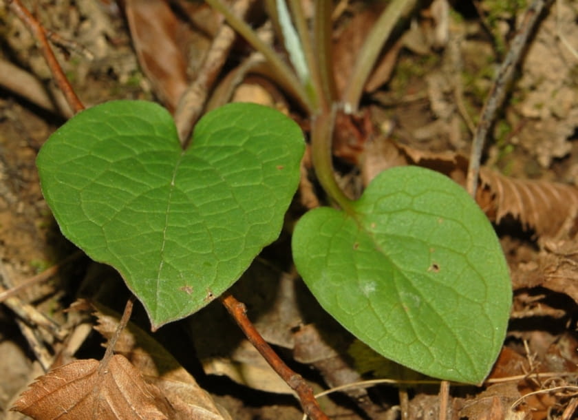 Encyklopedia roślin: Omphalodes verna