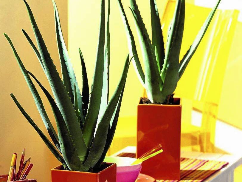 *** Local Caption *** 00036765