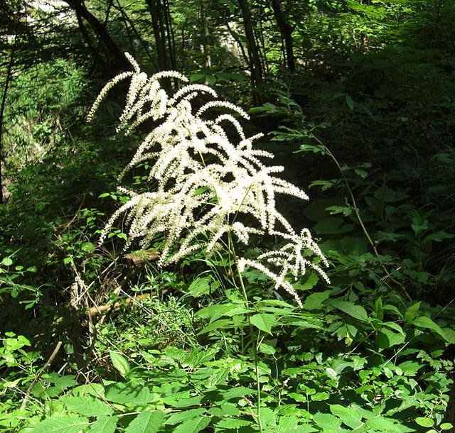 Encyklopedia roślin: Aruncus dioicus