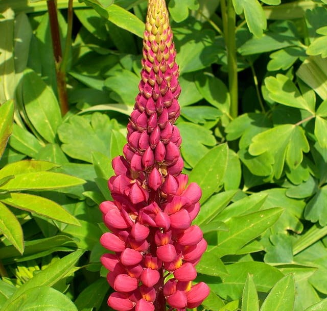 Encyklopedia roślin: Lubin trwaly