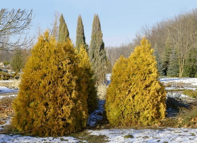 Żywotnik zachodni (<i>Thuja occiedentalis</i>) 'Rheingold' latem ma żótą barwę. Smukłe stożki to jalowiec pospolity (<i>Juniperus communis</i>) 'Hibernica'. s