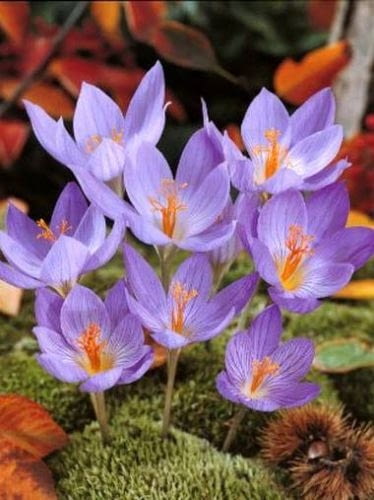 Krokus okazaly kwitnacy jesienia Odmiana Conque Encyklopedia roślin: Krokus okazaly kwitnacy jesienia Odmiana Conque