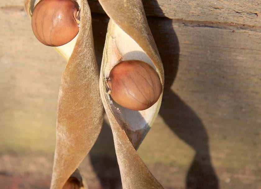 Gdy liście opadną, na pędach pozostają długie strąki z nasionami. Warto obrywać, gdy tylko się zawiążą.