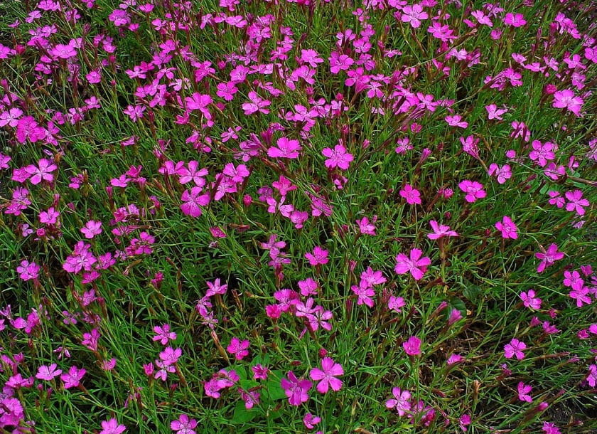 Encyklopedia roślin: Gozdzik kropkowany  Dianthus deltoides