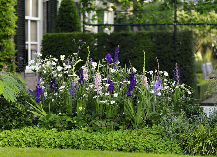 Na tej rabacie królują mieczyki 'Milka', 'Purple Flora', 'Mon Amour' i 'Adrenalin' oraz białe zawilce japońskie.