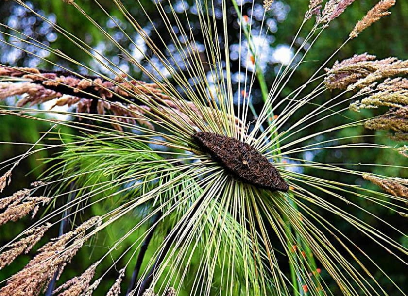 W łezkowatą formę wyciętą z darni wbito kłosy trzcinnika piaskowego Zielone róże z liści formium i małe zielone jabłuszka. Autorka: Teresa Cybotor 16.07.2011 WARSZAWA OGROD BOTANICZNY PAN AL UJAZDOWSKIE WYSTAWA PRAC UCZNIOW MIKLASZEWSKIEJ ZAJECIA Z DZIECMI I DOROSLYMI ORAZ PRACE BIRUTA - LADYZYNSKA KOMPOZYCJE SYLWIA BEDNAREK DLA CZASOPISMA BUKIETY FOT. ARKADIUSZ SCICHOCKI / AGENCJA GAZETA SLOWA KLUCZOWE: ROSLINA KWIAT FLORYSTYKA KOMPOZYCJA DEKORACJA
