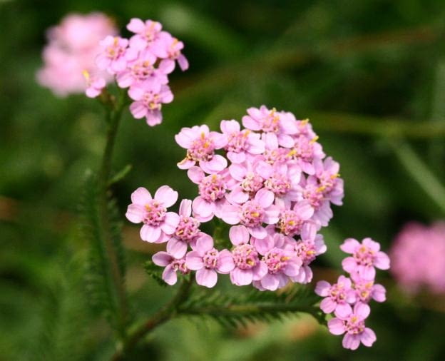 Krwawnik pospolity (Achillea millefolium)