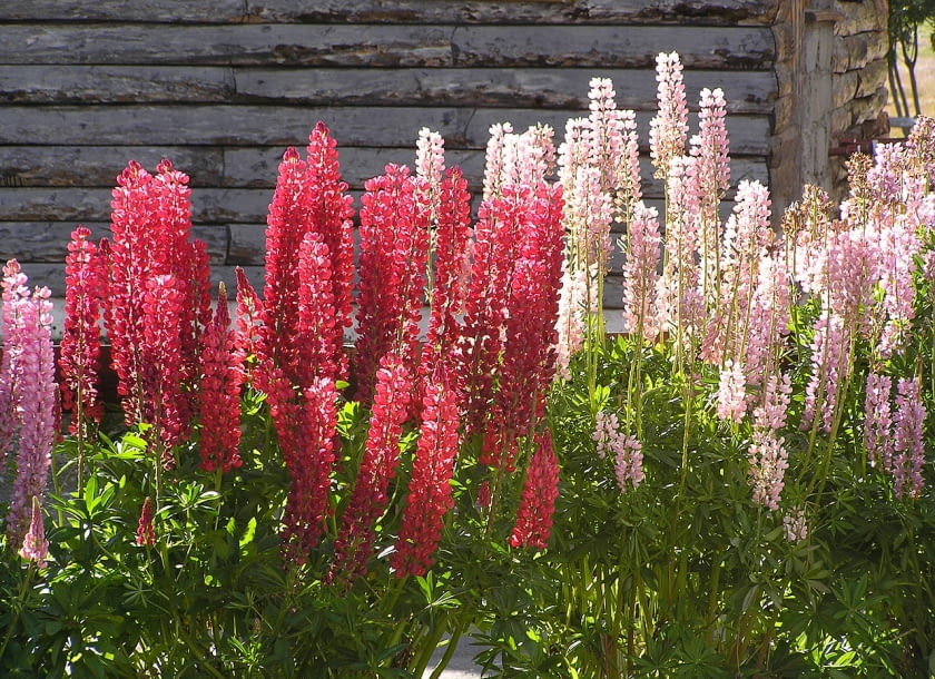 Encyklopedia roślin: Lubin trwaly