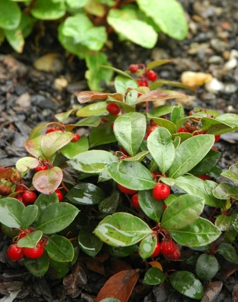 Encyklopedia roślin: Golteria  gaultheria  ma charakterystyczne czerwon