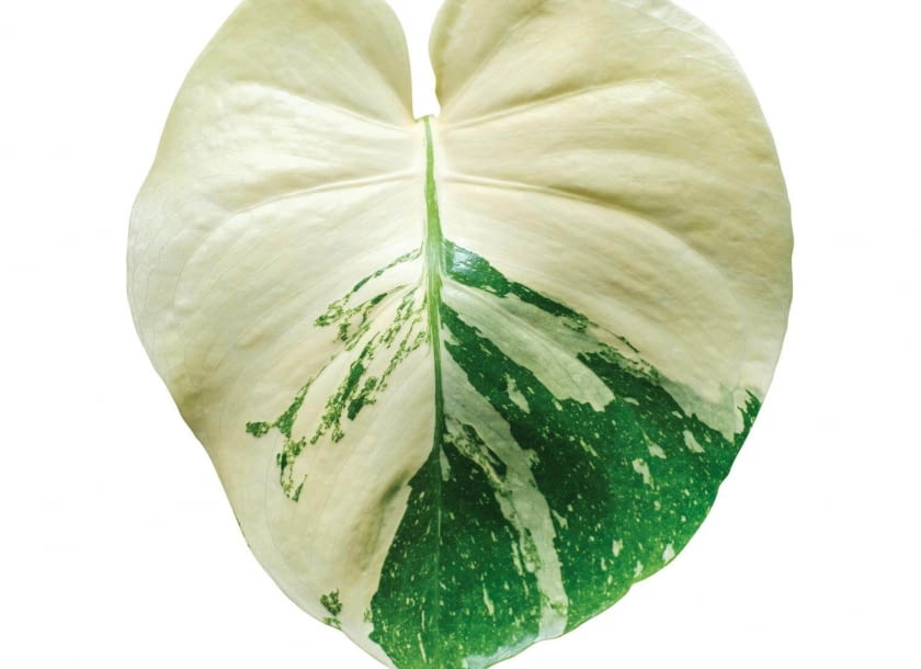 Monstera Thai Constellation Monstera Thai Constellation