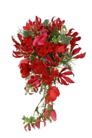 Encyklopedia roślin: glorioza   br fiolek alpejski Cyclamen   br pelarg