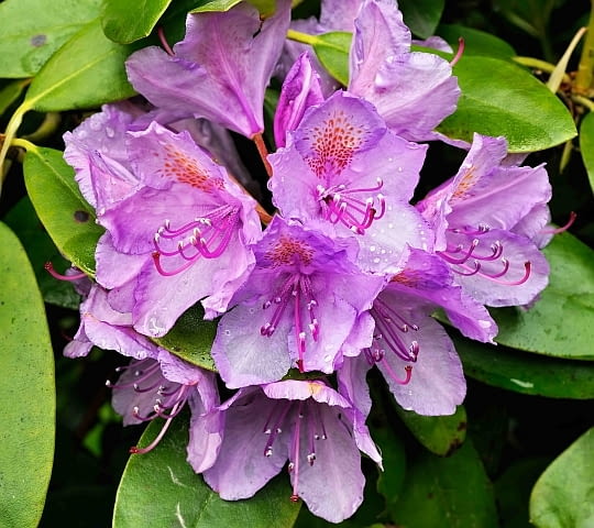 Różanecznik w pełnym rozkwicie. By wiosną wyglądał tak pięknie, jesienią trzeba go podlać i zasilić nawozem jesiennym.