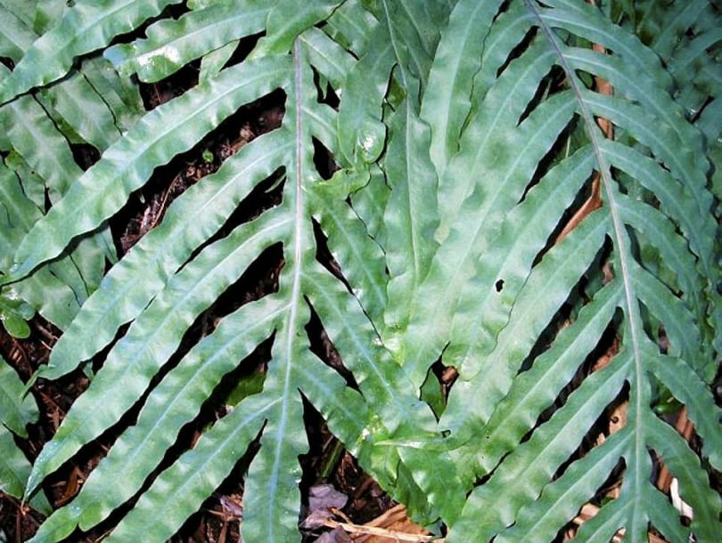 Paproc zlocista Plebodium aureum Encyklopedia roślin: Paproc zlocista Plebodium aureum