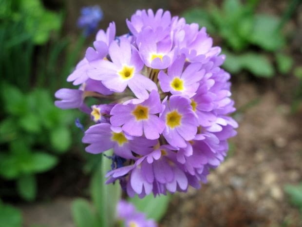 Encyklopedia roślin: Pierwiosnek zabkowany Primula denticulata