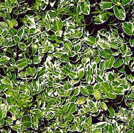 TRZMIELINA FORTUNEA EUONYMUS FORTUNEI ODMIANA EMERALD GAIETY KEZEW LISCIASTY ZIMOZIELONY