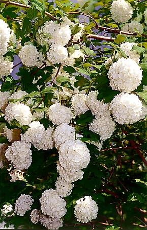 Kalina koralowa 'Roseum' (buldeneż). Kalina koralowa 'Roseum' (buldeneż).