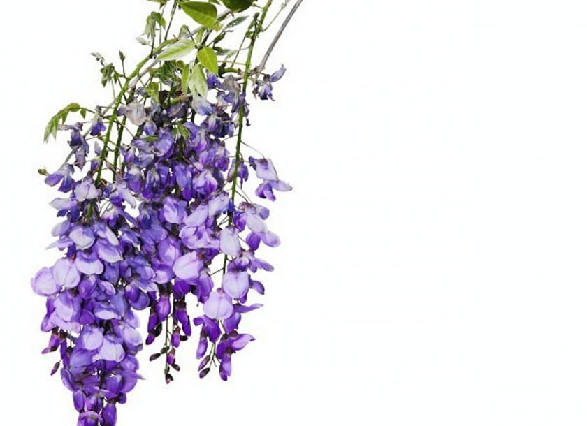 Kwiatostan glicynii (Wisteria) - pnącza, które kocha słońce i dorasta nawet do 6-10 m wysokości