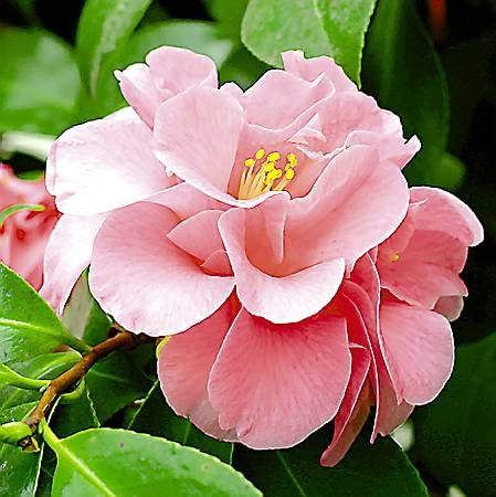 21.01.2003 WARSZAWA OGROD BOTANICZNY PAN POWSIN SZKLARNIA KRZEWY KWIATY KAMELIA JAPONSKA CAMELLIA JAPONICA THEACEAE ODMIANA JULIA WILSON FOT. PAWEL SLOMCZYNSKI / AGENCJA GAZETA