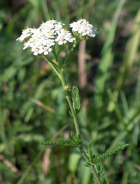Krwawnik pospolity Achillea millefolium Encyklopedia roślin: Krwawnik pospolity Achillea millefolium