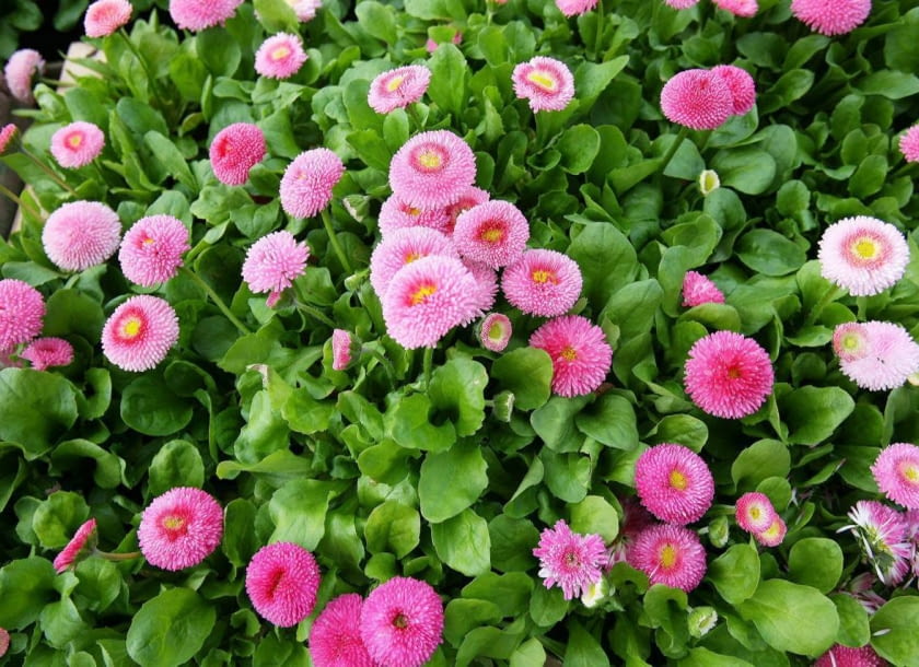 Encyklopedia roślin: Stokrotka  Wiosenne nasadzenia w ogrodach Branicki