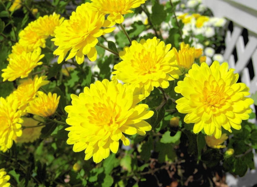 Chryzantema doniczkowa drobnokwiatowa pełna