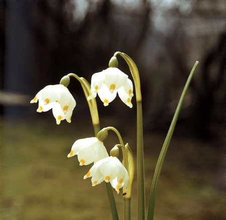 śnieżyca wiosenna SNIEZYCA WIOSENNA LEUCOJUM VERNUM ROSLINA CEBULOWA ZE SNIEGIEM W NAZWIE WIOSNA
