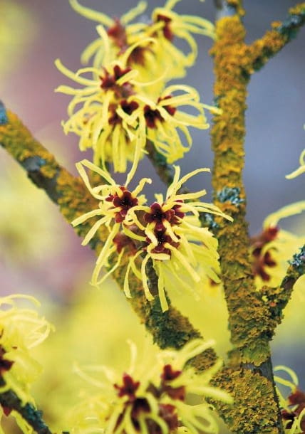 Encyklopedia roślin: Oczar