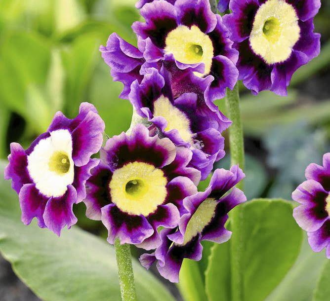 PIERWIOSNEK OMSZONY 'ALICIA'