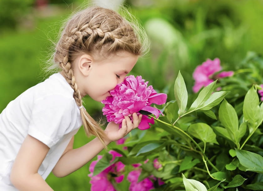 Piwonia lekarska (Paeonia officinalis)