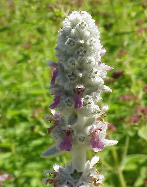 Encyklopedia roślin: Stachys byzantina