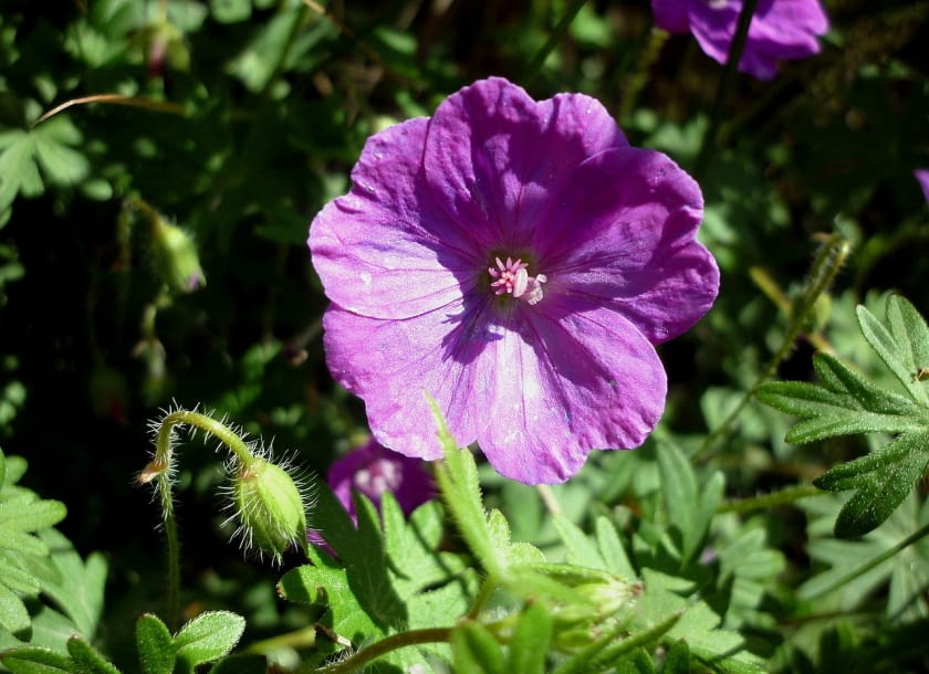 Encyklopedia roślin: Geranium sanguineum