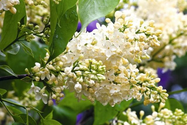 Lilak pospolity 'Primrose' (synonim 'Yellow Wonder') - modna odmiana, nieduży krzew dobry do małych ogrodów. Kremowe kwiaty