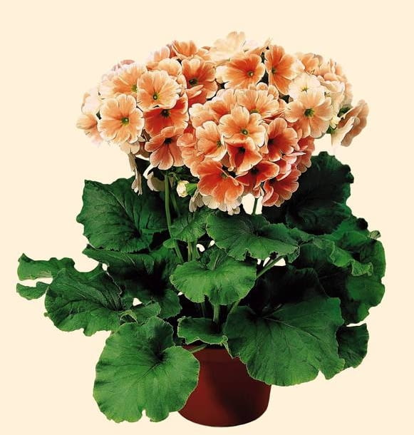 PIERWIOSNEK PRIMULA ROSLINA DONICZKOWA