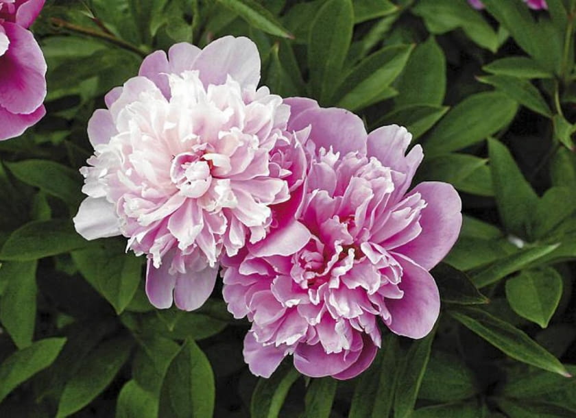 Piwonia lekarska (Paeonia officinalis) 06.06.2008 WARSZAWA KWIAT PIWONII ( PAEONIA ) ' KONINGIN WILHELMINA ' ARANZACJA EWA SKUTNIK DLA CZASOPISMA BUKIETY FOT. ARKADIUSZ SCICHOCKI / AGENCJA GAZETA PUBLIKACJA BUKIETY NR 2 (45) - LATO 2009 SLOWA KLUCZOWE: ROSLINA KWIAT ZDJĘCIE DO WKŁADKI: PUBLIKACJA BUKIETY NR 2 (45) - CZASOPISMA