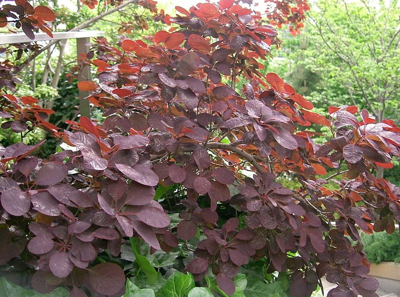 Perukowiec podolski (Cotinus coggygria) Perukowiec podolski (Cotinus coggygria)