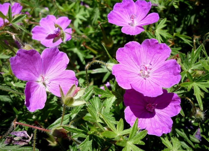 Encyklopedia roślin: Geranium sanguineum