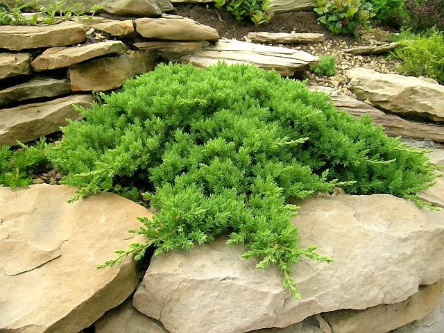 Jałowiec rozesłany 'Nana' kwietnik, iglaki