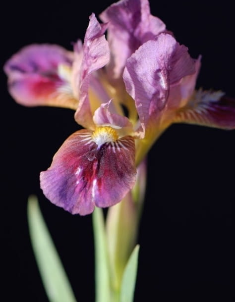 Encyklopedia roślin: Kosaciec niski  Iris pumila   Cherry garden