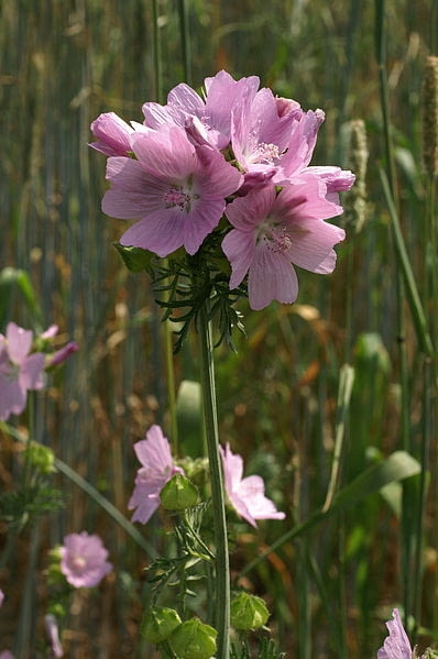 Encyklopedia roślin: Slaz pizmowy  Malva moschata   Rosea